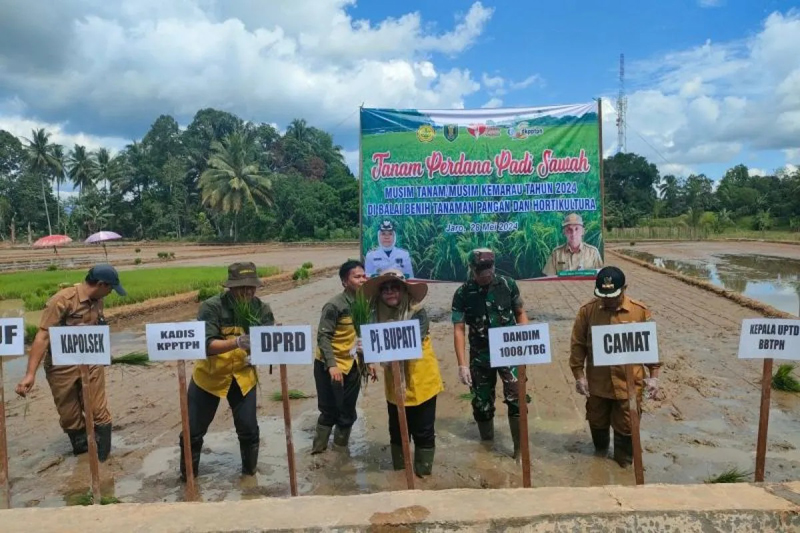 D:\2024\Mai 2024\29 Mei 2024\2\2\New Folder\Petani Desa Jaro Tanam Padi IP 200.jpg
