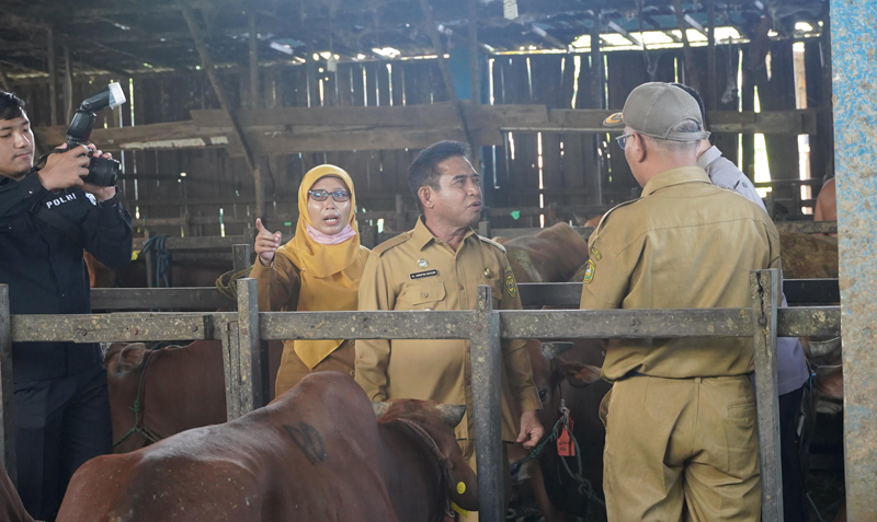 D:\2024\Juni 2024\12 Juni 2024\5\5\New Folder\Wawali Banjarmasin H.Arifin Noor memonitor stok hewan qurban di RPH Basirih.jpg