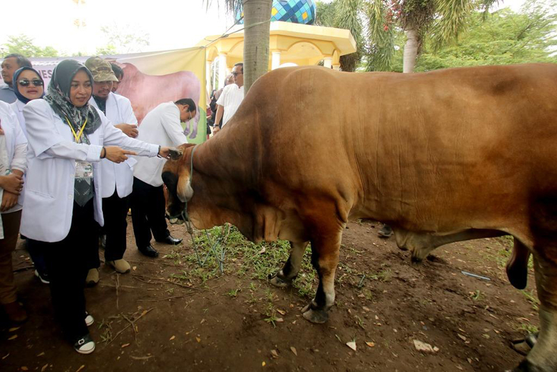 D:\2024\Juni 2024\19 Juni 2024\5\hal 5\PETUGAS memeriksa kesehatan sapi kurban.JPG