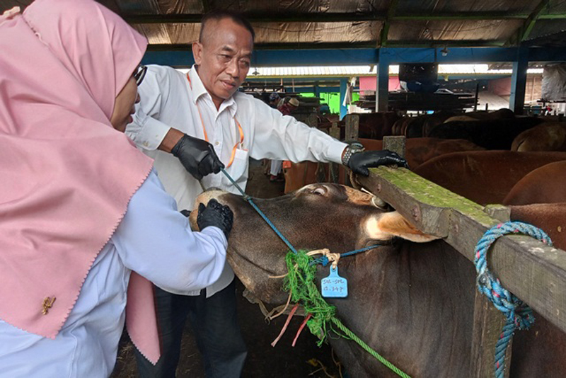 D:\2024\Juni 2024\6 Juni 2024\5\hal 5\PETUGAS DKP3 melakukan pemeriksaan kondisi sapi kurban.jpg