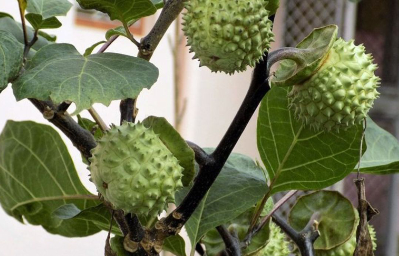 D:\2024\Juli 2024\25 Juli 2024\5\hal 5\Buah kecubung (Datura Metel) di batang tanaman kecubung..jpg