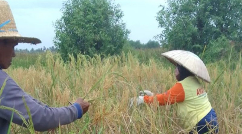 D:\2024\September 2024\3 September 2024\5\Petani memanen padi (mangatam banih) menggunakan alat.jpg