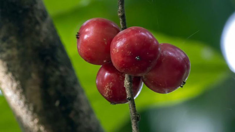 D:\2024\Desember 2024\23 Desember 2024\11\Halaman 1-11 Senin\buah.jpg