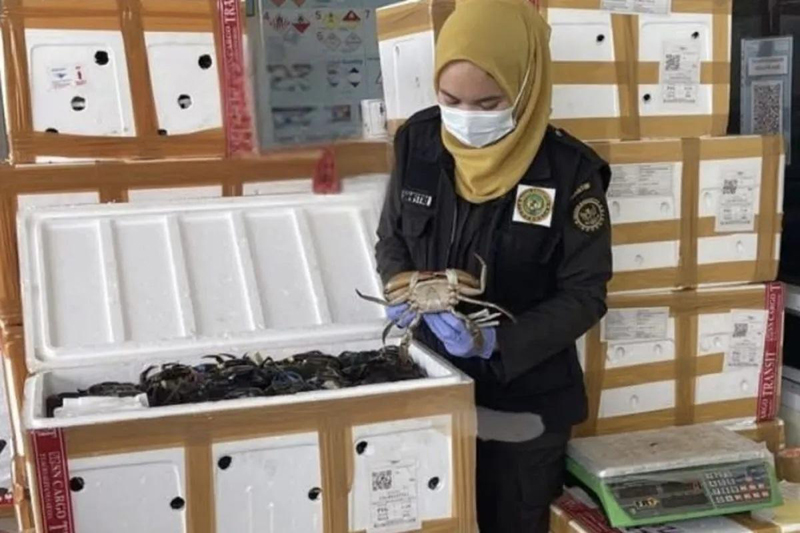 D:\2025\Mei 2025\22 Mei 2025\2\22\New Folder\Karantina Sertifikasi Kepiting Bakau Ekspor.jpg