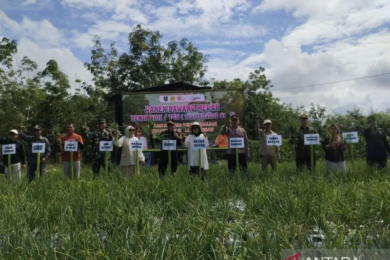 D:\2025\Agustus 2025\19 Agustus 2025\2\222\New Folder\Petani Pugaan Produksi Bawang Merah Hibrida.jpg