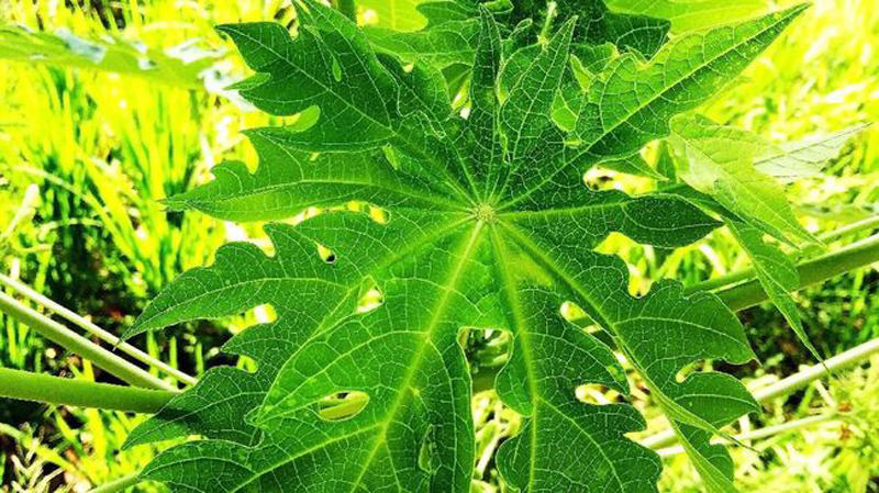 D:\2025\November 2025\17 November 2025\11\Halaman 1-11 Senin Baru\6 khasiat.jpg