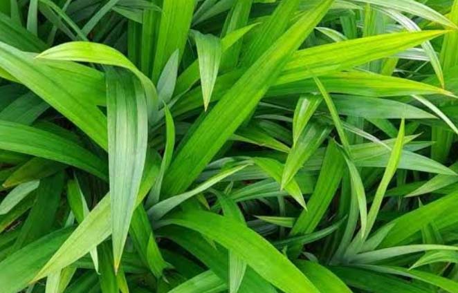 D:\2025\2 Desember 2025\11\7 manfaat.jpg