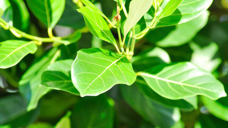 D:\2025\Desember 2025\10 Desember 2025\11\Halaman 1-11 Rabu\ini 4 manfaat.jpg