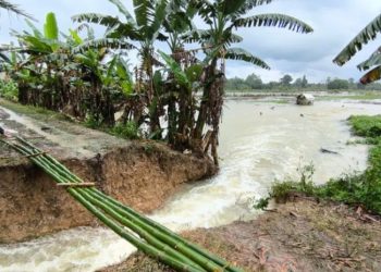 D:\2025\Januari 2025\30Januari 2025\2\Persawahan di Desa Masiraan HST Terendam.jpg