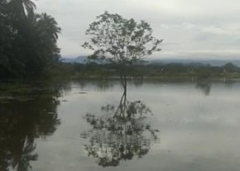 Banjir rendam 37 hektare sawah di Kecamatan Kalumpang