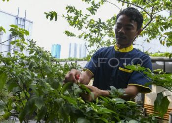 Pemkab Tanbu Manfaatkan Pekarangan Tanam Cabai