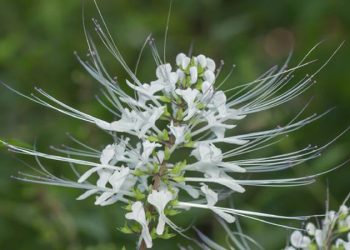 D:\2025\Maret 2025\12 Maret 2025\11\Halaman 1-11 Rabu\banyak.jpg