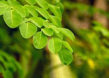 D:\2025\Maret 2025\17 Maret 2025\11\Halaman 1-11 Senin\4 rebusan.jpg