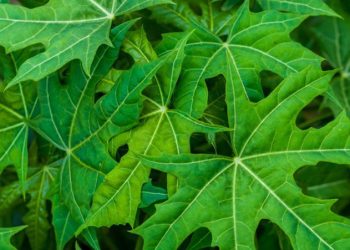 D:\2025\Maret 2025\17 Maret 2025\11\Halaman 1-11 Senin\inilah.jpg