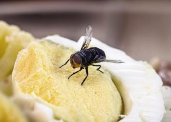 D:\2025\Maret 2025\24 Maret 2025\11\Halaman 1-11 Senin\ini.jpg