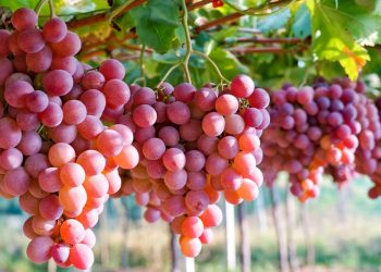 D:\2025\Maret 2025\5 Maret 2025\11\Halaman 1-11 Rabu\studi.jpg