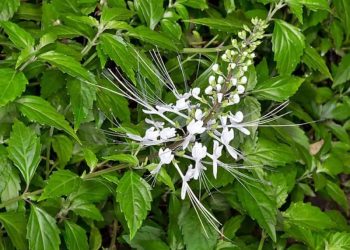 D:\2025\Maret 2025\7 Maret 2025\11\Halaman 1-11 Jumat\3 manfaat.jpg