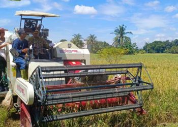 12 Kecamatan di Tabalong Gelar Panen Raya Serentak