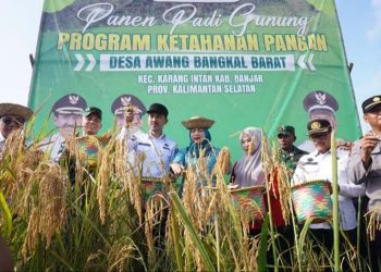 Bupati Banjar Panen Padi di Desa Awang Bangkal Barat