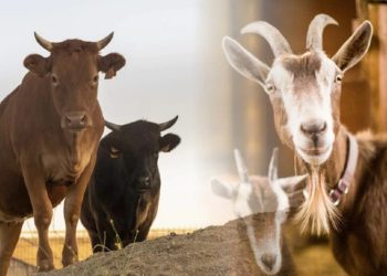 D:\2025\Juni 2025\4 Juni 2025\8\8\master opini.jpg