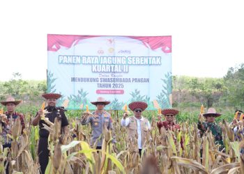 Bupati Hadiri Panen Raya Jagung Serentak Kuartal II