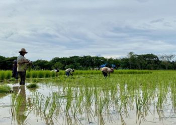 Tapin perluas areal tanam padi capai 12 ribu hektare