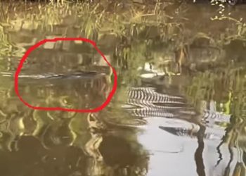 D:\2025\Juli 2025\16 Juli 2025\5\hal 5\Kemunculan buaya yang berkeliaran di sungai kerokan.jpg