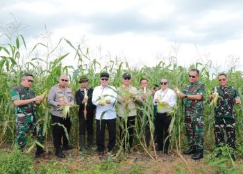 Gubernur Kalsel bersama Pimpinan Forkopimda Panen Jagung