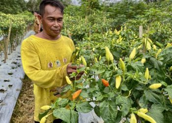 Harga cabai tembus Rp70 ribu, petani Sawang Tapin diuntungkan
