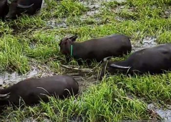 Bupati HSU tegaskan kelanjutan program Rawa Makmur