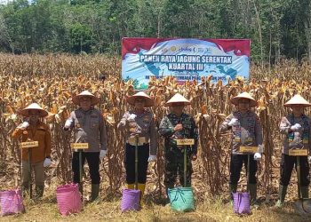 Panen Raya Jagung Serentak di Kecamatan Hampang Kotabaru
