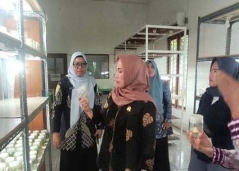 Ketua DPRD Kotabaru kaji tiru usaha tanaman hias ke Kabupaten Banjar