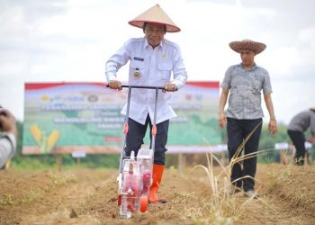 Bupati Dukung Penanaman Jagung Serentak untuk Perkuat Swasembada Pangan Nasional