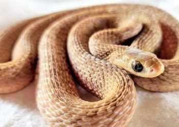 D:\2025\1 Desember 2025\11\Halaman 1-11 Senin\7 cara.jpg