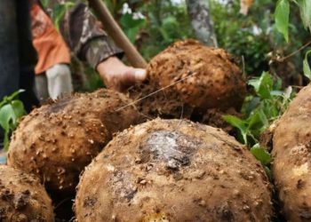 Petani Kalumpang Tapin beralih tanam porang gantikan jagung
