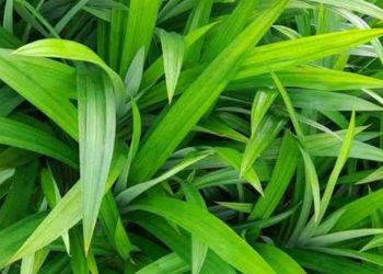 D:\2025\2 Desember 2025\11\7 manfaat.jpg