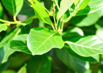 D:\2025\Desember 2025\4 Desember 2025\11\Halaman 1-11 Kamis\ini.jpg