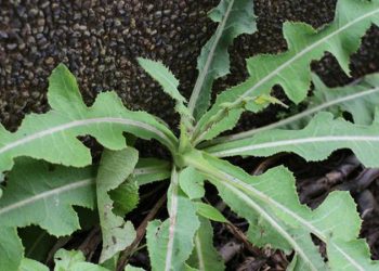 G:\2025\Desember 2025\18 Desember 2025\11\Halaman 1-11 Kamis\7 manfaat.jpg