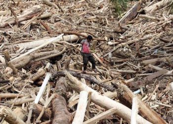 Bareskrim Mulai Selidiki Ribuan Kayu Gelondongan di Sumatera