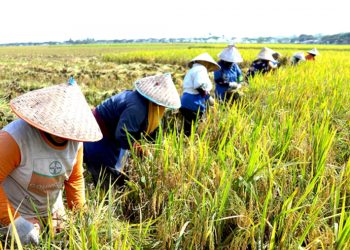 G:\2026\Januari\19 Januari 2026\7\7\7\hal 7 - 2 klm (Bwah).jpg