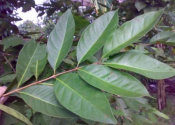 G:\2026\Januari\23 Januari 2026\11\Halaman 1-11 Jumat\7 rebusan.jpg