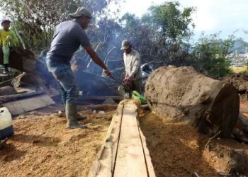 Batang Kayu Gelondongan Yang Terbawa Banjir Dan Tanah Longsor