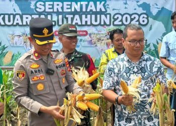 Panen Raya Jagung Serentak di Semisir Perkuat Swasembada Pangan 2026