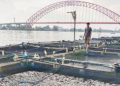 Suripno: Perlu Investigasi Kematian Ikan di Batola