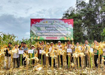 Polres Tabalong Panen Jagung di Desa Kasiau