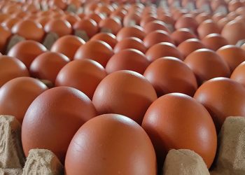 Mana yang Lebih Aman, Simpan Telur di Kulkas atau di Luar?