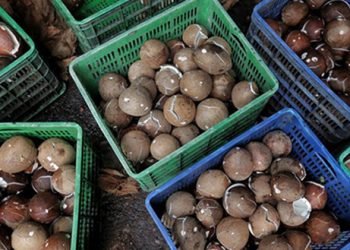 Jelang Ramadan, Mendag Tak Setop Ekspor Kelapa