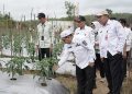 Kendalikan Inflasi Daerah Melalui Tanam Cabai