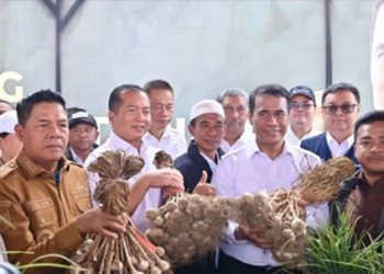 Bawang Putih di Persimpangan Impor