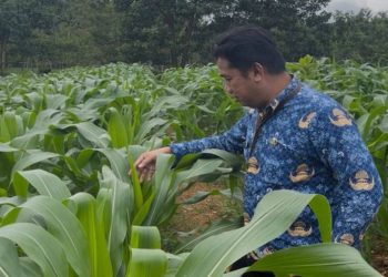 Dinas PMD Kembangkan Kebun Tanaman Pangan